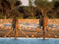 Жирафы на водопое